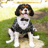 Halloween Glow in the Dark Spider-Web Pet Tailcoat