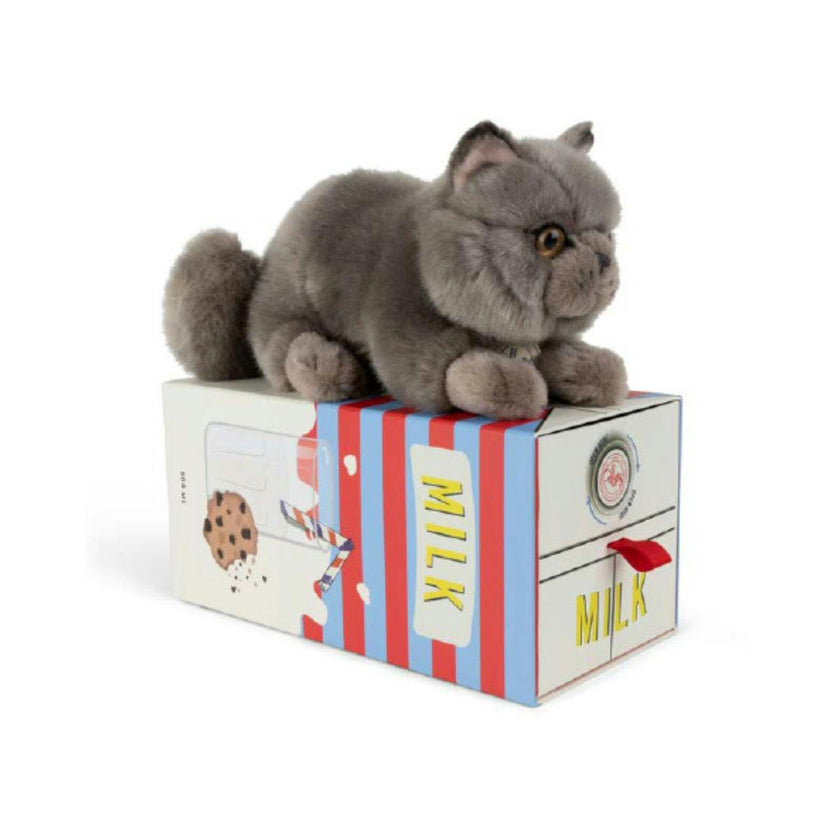 Plush BT CHAPS Freddy the British Shorthair in giftbox ECO 7"