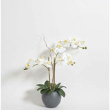 Artificial White Double Stem Orchid