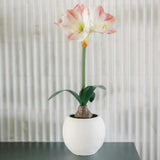 24" White & Pink Amaryllis Bulb in Round Pot