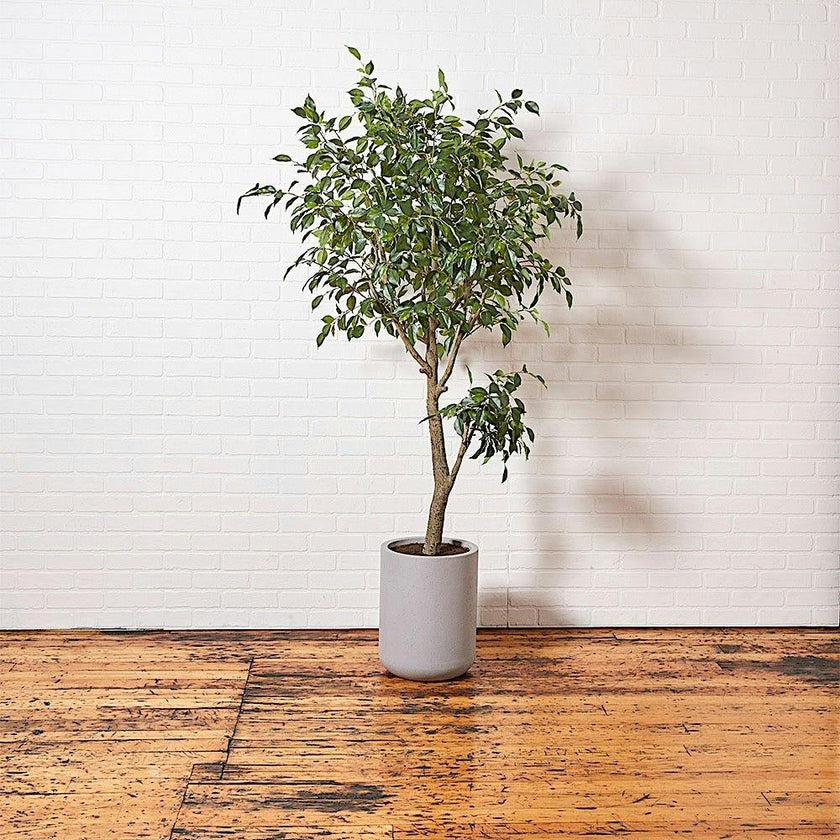 Artificial Ficus Tree with Artisan Planter