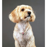 Disney Multi-Princess Metal Pet Necklace