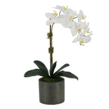 21" White Phalaenopsis Orchid in Textured Pot
