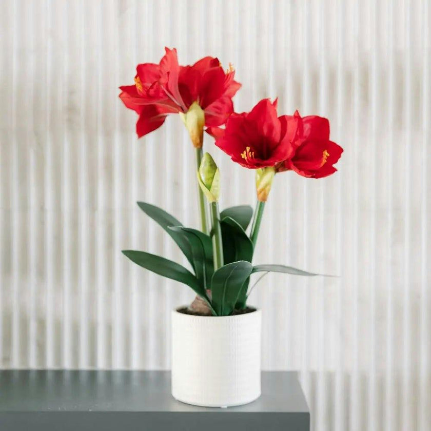 24" Red Amaryllis Arrangement in Pot